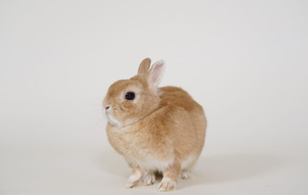 うさぎ｜【公式】らぶりー・あにもあ｜東京ソラマチ内の屋内アニマルパーク