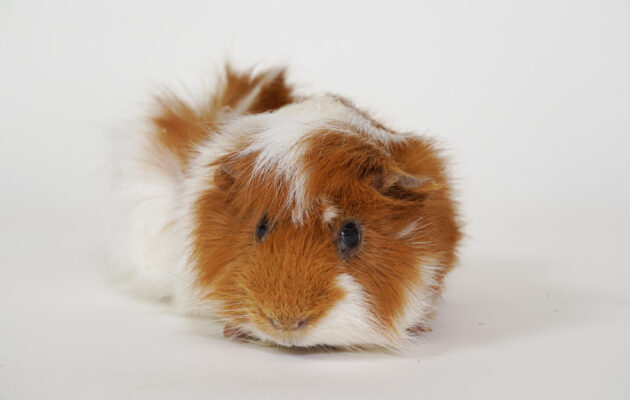 モルモット｜【公式】らぶりー・あにもあ｜東京ソラマチ内の屋内