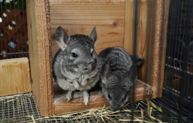 gt380 チンチラ gt380 チンチラ gt380 チンチラ