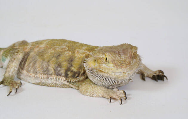 フトアゴヒゲトカゲ｜【公式】らぶりー・あにもあ｜東京ソラマチ内の