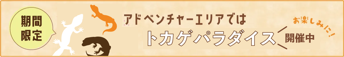 アドベンチャーエリアではトカゲパラダイス開催中！